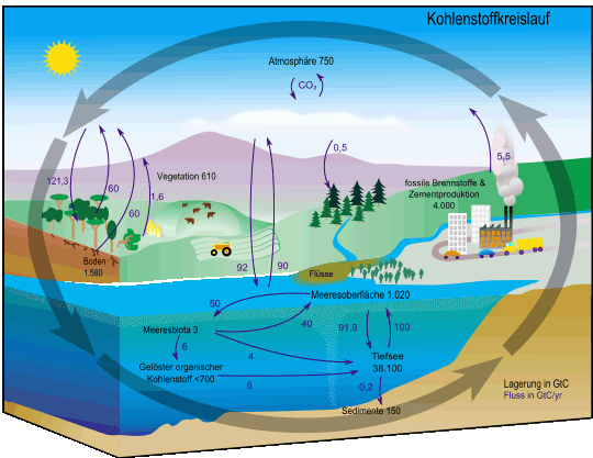 Darstellung des Kohlenstoffkreislauf als Diagramm