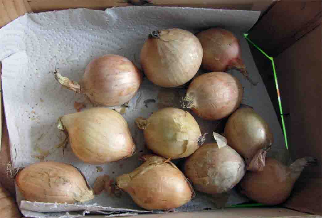 Gelbe Sommerspeisezwiebeln in einer Holzkiste 