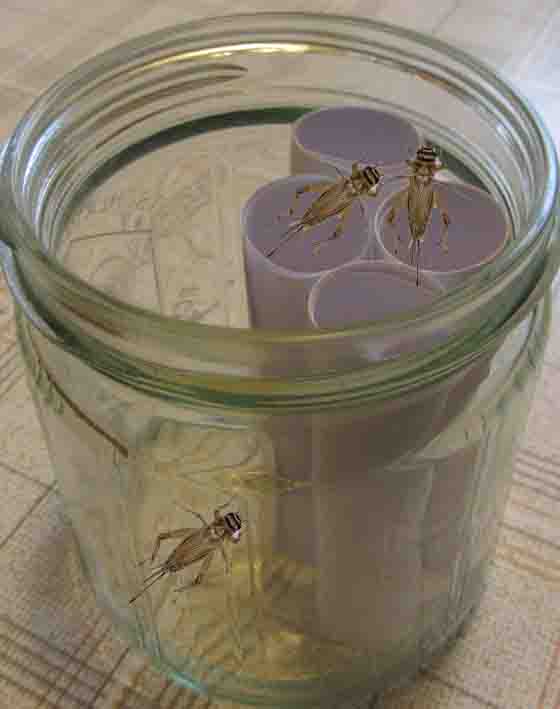 Glas mit Papierröllchen zur Haltung von Heimchen 