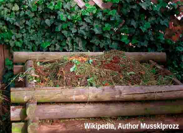 Gelbe Sommerspeisezwiebeln in einer Holzkiste 