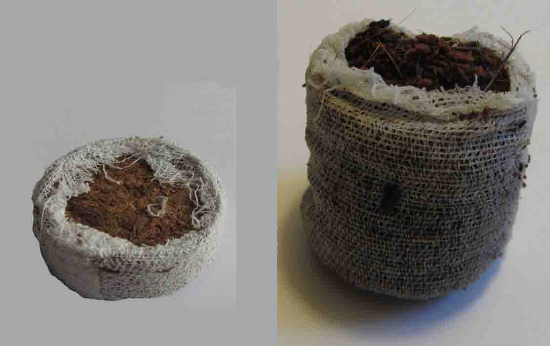 Links in trockenem, rechts in aufgequollenem Zustand