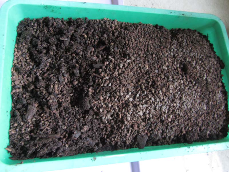 Grüne Wanne mit der Erdmischung
