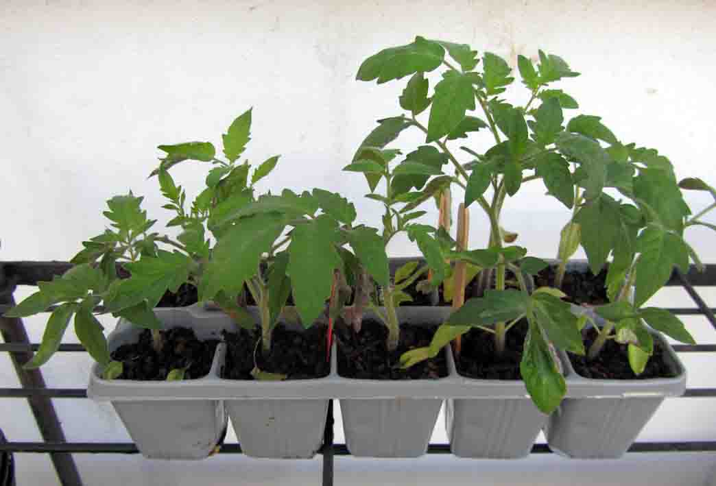 Ein 10er Trayer mit gut angewachsenen Tomatenpflanzen