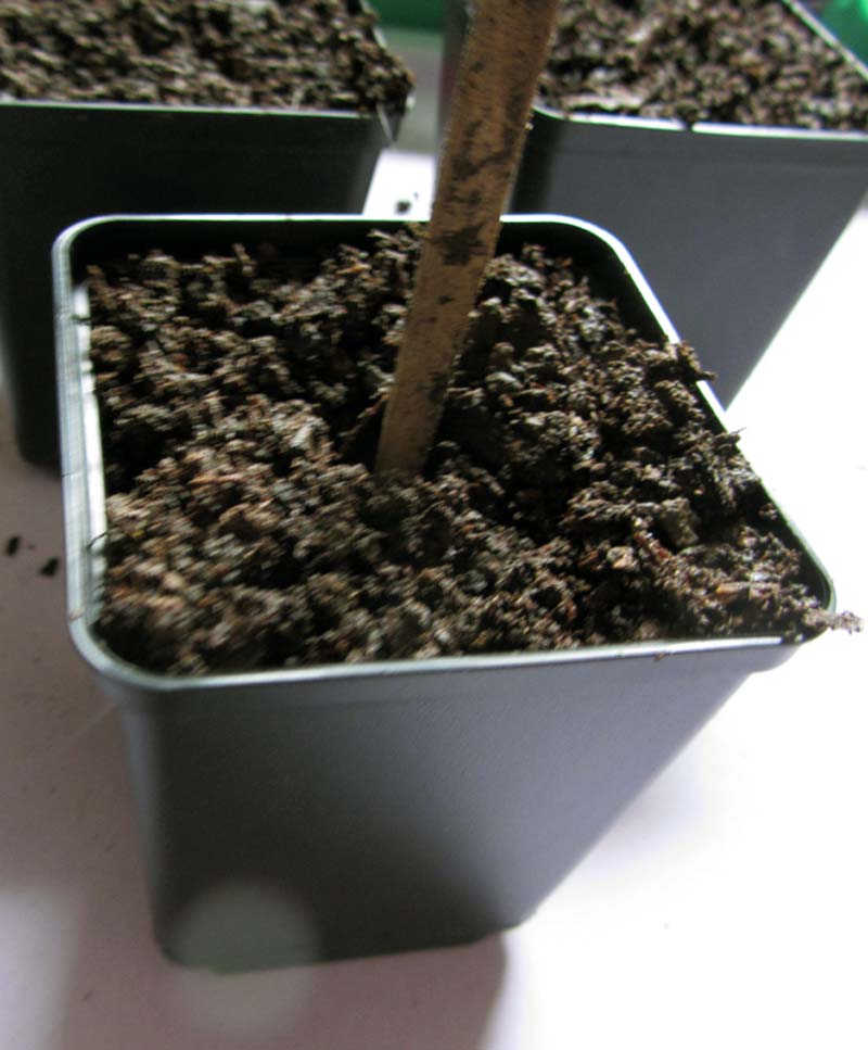 In der Mitte eines mit Erdmix gefüllten Töpfchens steht ein Esstäbchen in einem tiefen Loch