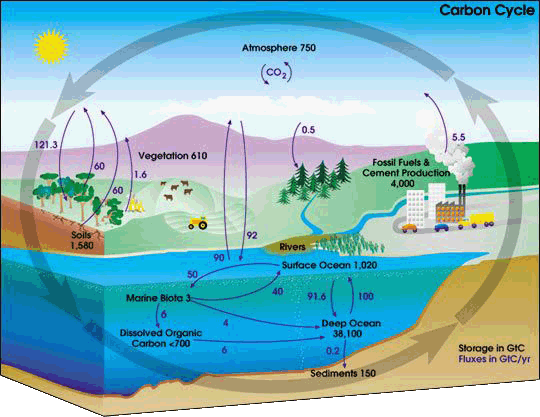 Darstellung des Kohlenstoffkreislauf als Diagramm