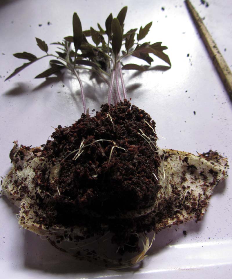 Cut-open husk with the coconut ball and seedlings peeking out