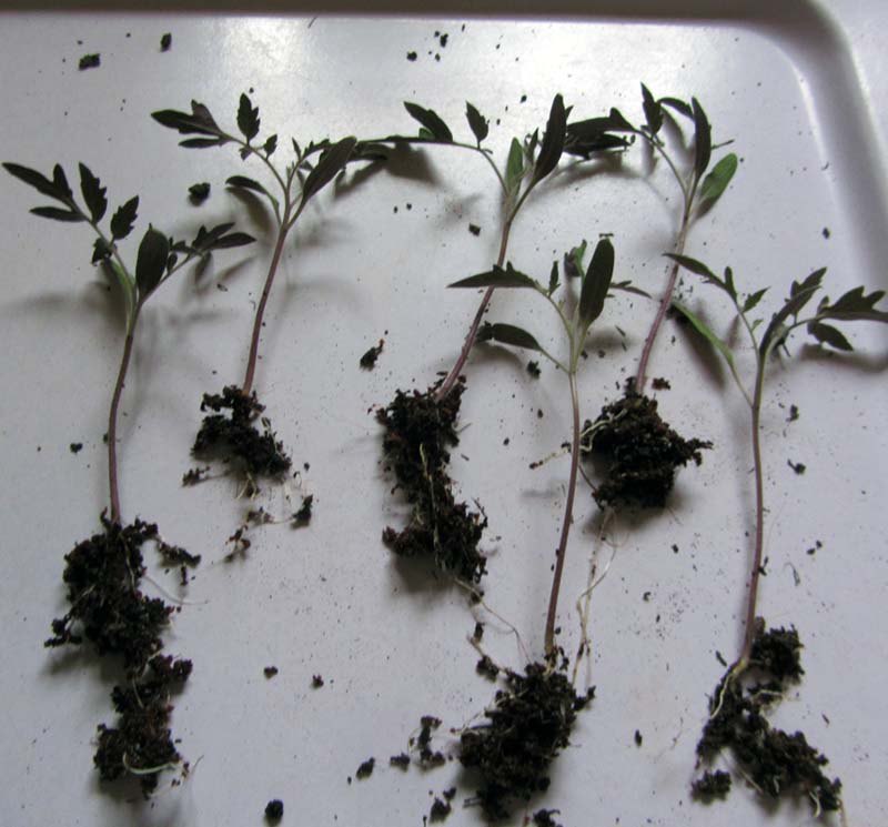 Six small seedlings laying apart with small root balls