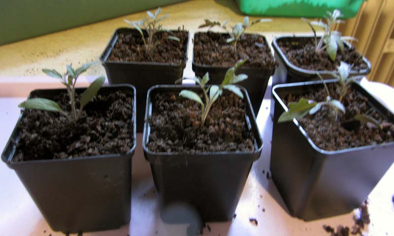 6 pots with plantlets