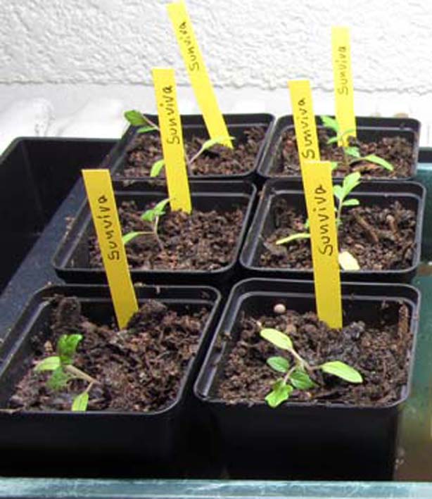 6 Pots with plantlets and yellow labels.